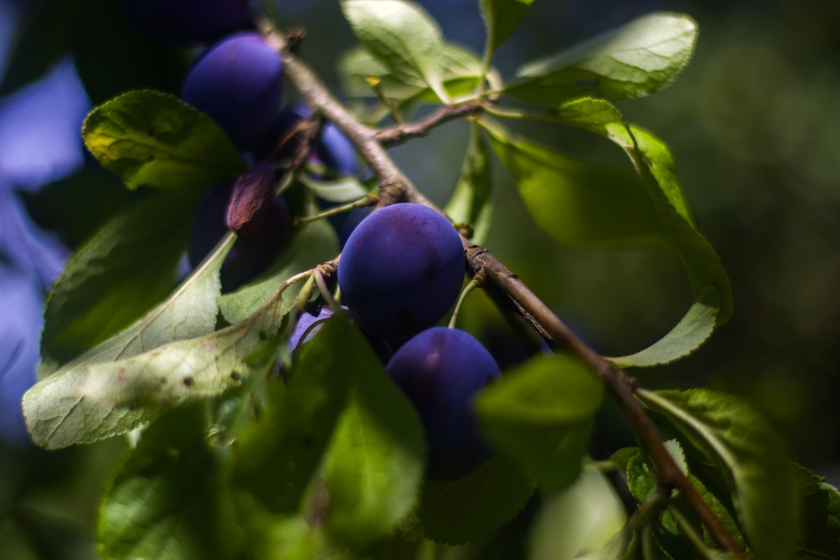 Ripe purple plums hang from a tree branch.