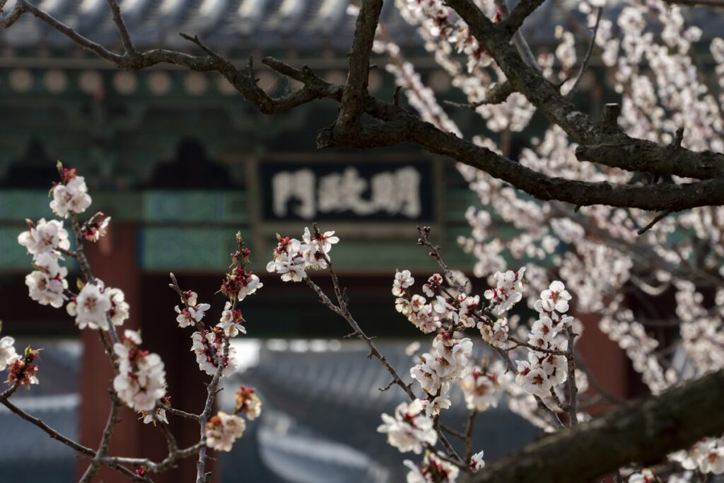 자두주의사항 6확인: 무름과 과숙 구분 article image 2