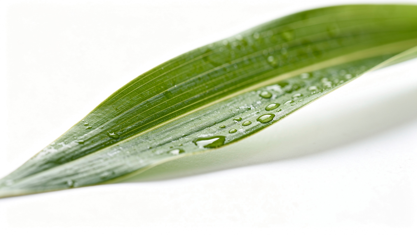 원추리 효능 — fresh wonchuri daylily leaves macro photography, w